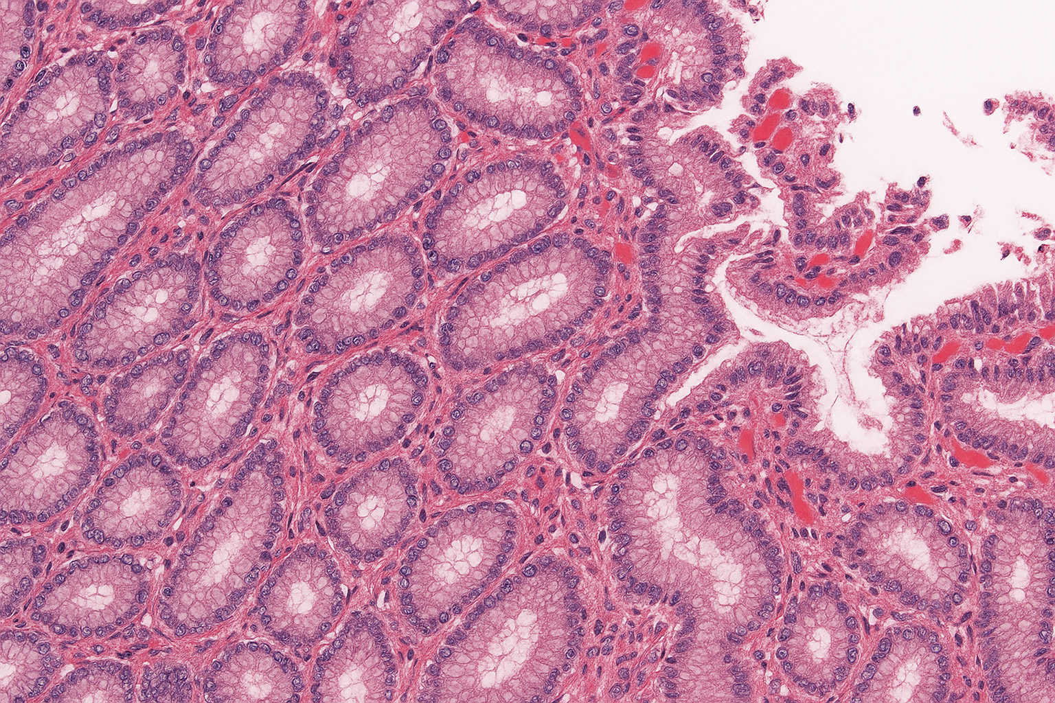 Medical Biochemistry 1